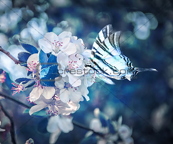 Beautiful sakura flower cherry blossom and butterfly fluttering over close-up. Greeting card background template. Shallow depth. Soft dark blue toned. Spring magic nature