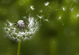 Dandelion Seeds in the Sunlight