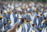 King Penguins colony Gold Harbour