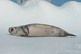 Crabeater seal on ice flow, Antarctica
