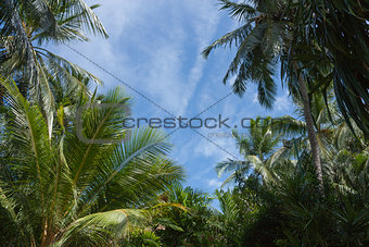 Green palm trees against blue sky and white clouds on the paradise island of Maldives at the sunny day