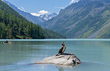 Kucherla lake. Big black cormorant sitting on a rock.