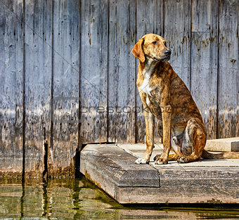 Sad dog sitting at wooden pier