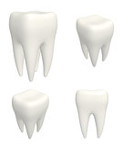 Set of human teeths 3d models. View from different angles