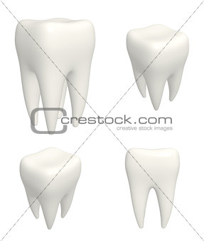 Set of human teeths 3d models. View from different angles
