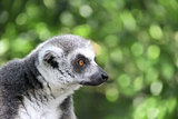 Portrait of Ringtailed lemur