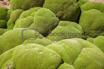 Rock covered with moss in Bolivian sud lipez