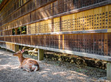 Deer in front of Wooden tablets, Nara, Japan