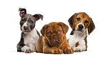 Group of puppies lying against white background