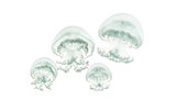 Cannonball jellyfish or cabbagehead jellyfish, Stomolophus melea