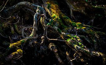Interweaving of tree roots with moss.