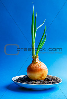 Green onion with root isolated on blue