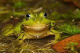 Close up frog in a pond.