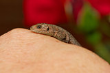The lizard sits on his hand. Background.