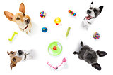 couple of dogs  with pet toys 