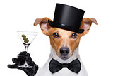 cocktail drinking  and toasting dog
