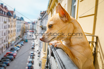 nosy watching dog from balcony