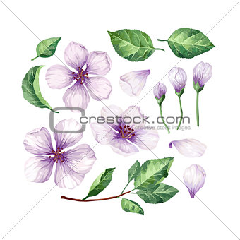 Set, collection of Apple flowers, petals and leaves isolated on white background.