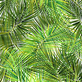 Green palm tree branches on abstract background.