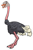 ostrich bird animal character cartoon illustration