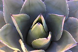Agave Plant in Arizona, USA