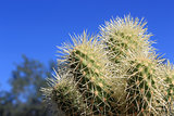 Hedgehog Cactus (Echinocereus engelmannii) in Arizona