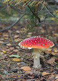 Poisonous mushroom amanita in the forest.