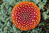 Poisonous mushroom Amanita,top view.
