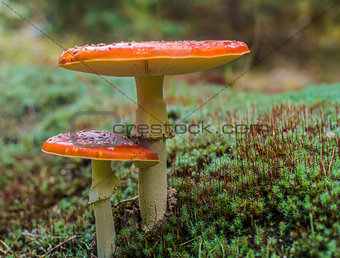 Two mushroom in the forest.