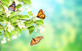 Flowers of apple-tree and monarch butterflies