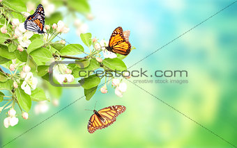 Flowers of apple-tree and monarch butterflies