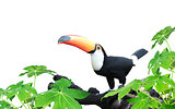 Horizontal banner with beautiful colorful toucan bird