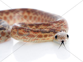 Cape Gopher Snake (Pituophis catenifer vertibralis)