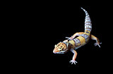 Bell Albino Gecko