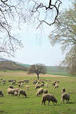 Flock of sheep on field 