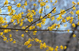 Yellow closeup spring blossoming tree brunch 