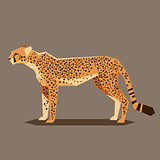 Flat geometric Cheetah