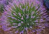 Amazing big lavender flower bushes close up.