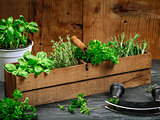 Herbs in old wood box