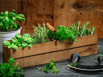 Herbs in old wood box