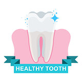 healthy tooth and gum