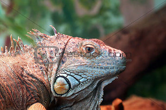 Closeup Of An Iguana