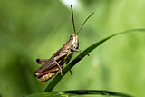 The green grasshopper