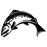 vector monochrome illustration with salmon for design