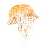 Japanese sea nettle, Chrysaora pacifica, Jellyfish against white
