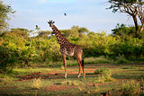 Free Giraffe in Kenya