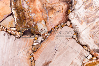 Elegant petrified wood texture in light brown tone with unusual