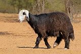 Arabian Nadji sheep