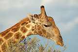 Giraffe feeding on a tree