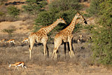 Giraffes and springbok antelopes